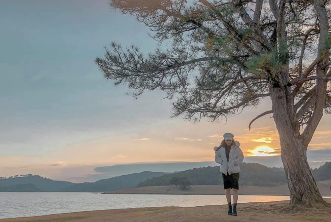 Lonely Pine Tree Da Lat