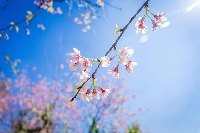 Spring flower viewing in Da Lat