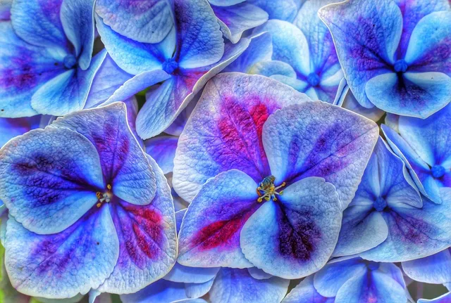 Hydrangea Gardens In Da Lat