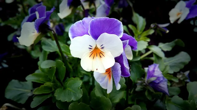 purple phoenix flowers in Da Lat