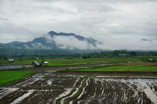 Pu Luong's harvest time