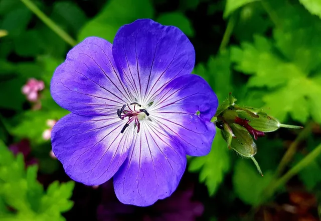 Admire Kinds of Flower in Da Lat Flower Gardens