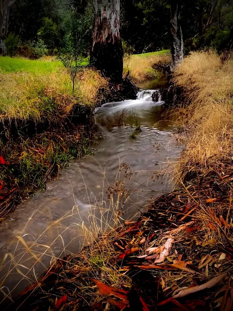Cam Luong God Fish stream